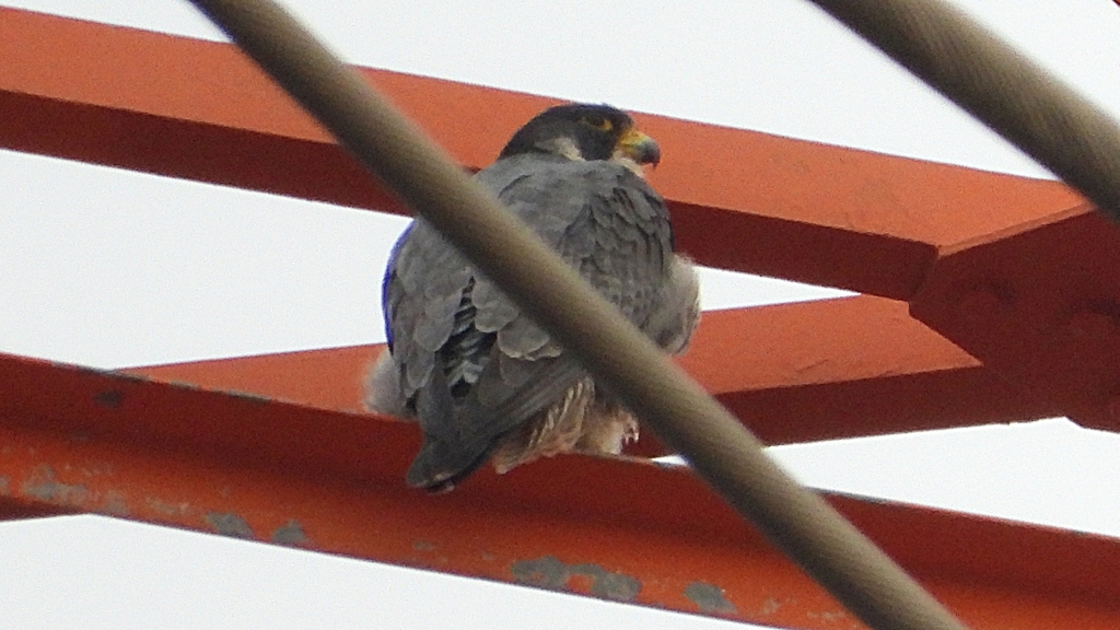 DSCN3420：ハヤブサ