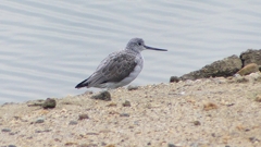 P2400607：アオアシシギ