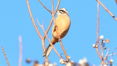 DSCN6510：ホオジロ