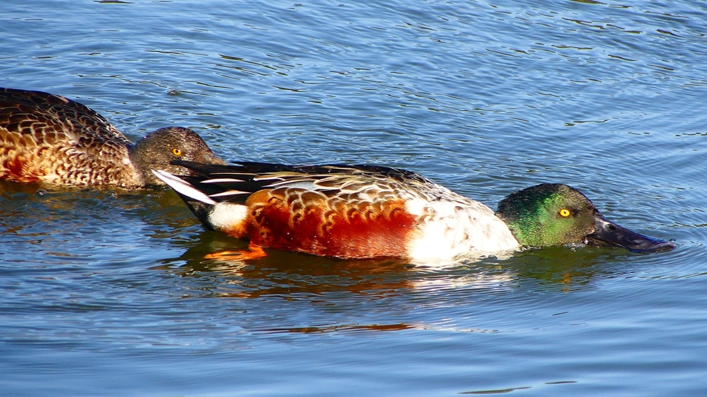 P2360025：ハシビロガモ