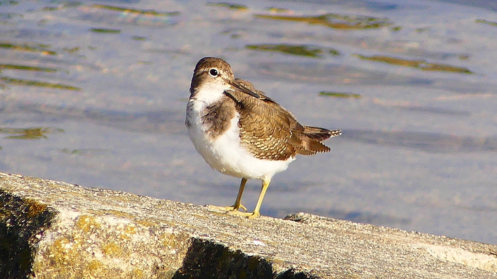 P2360679：イソシギ