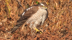 DSCN5517：ハイタカ