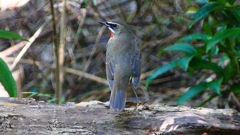 P2300878：ノゴマ（オス）