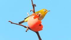 DSCN6008：メジロ