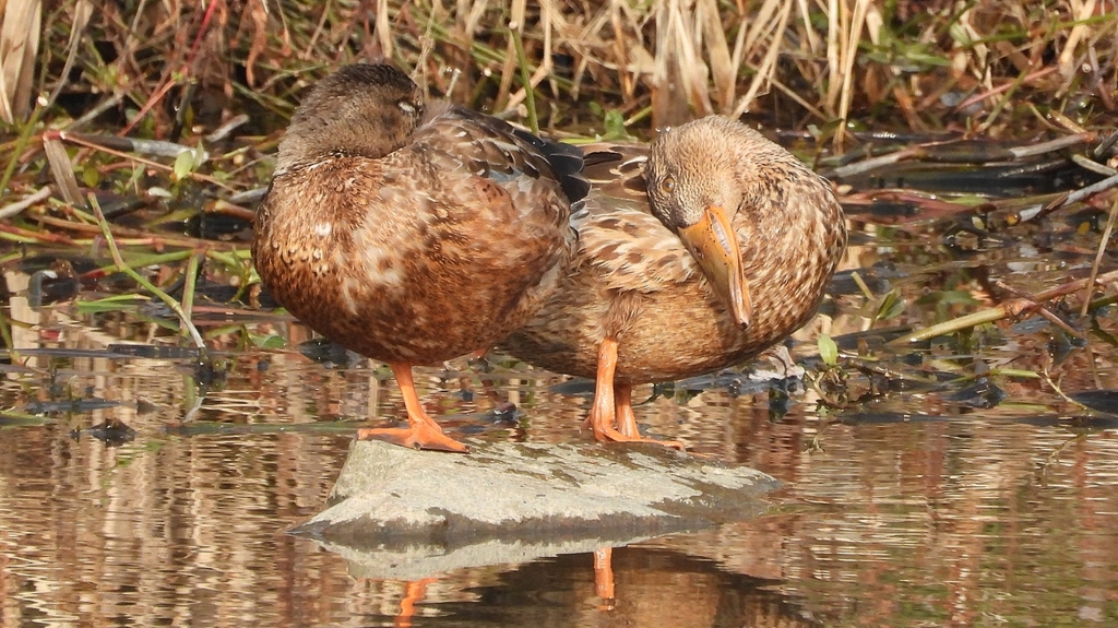 DSCN7412：ハシビロガモ（メス）