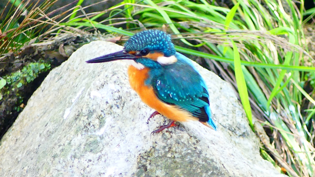 P2320832：カワセミ