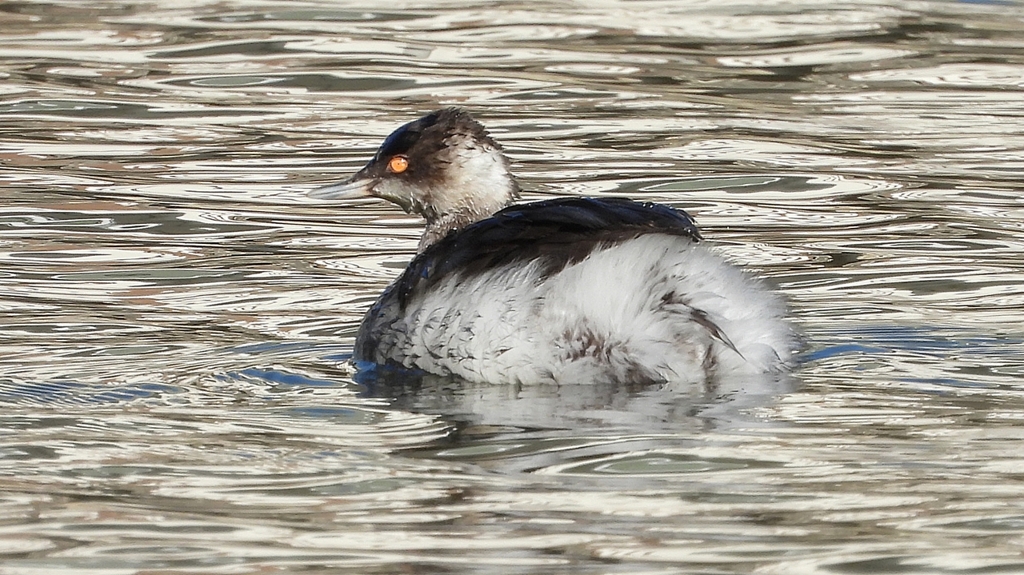 DSCN5027：ハジロカイツブリ