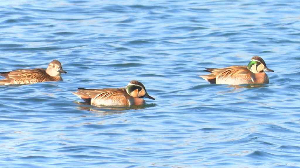 DSCN1160：トモエガモ