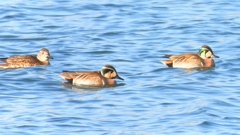 DSCN1160：トモエガモ