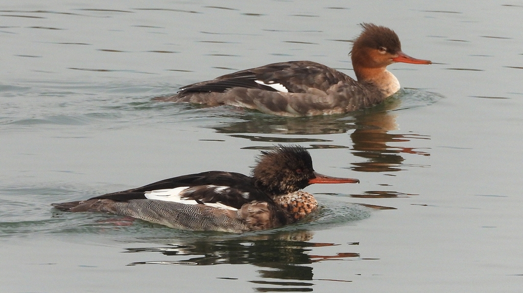 DSCN7247：ウミアイサ