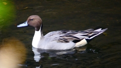 P2400064：オナガガモ（オス）