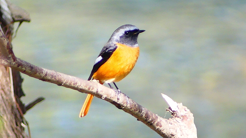 P2290818：ジョウビタキ（オス）