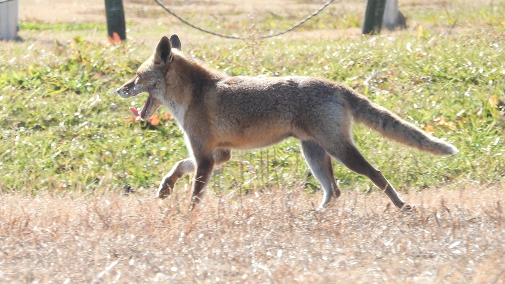 DSCN6769：キツネ