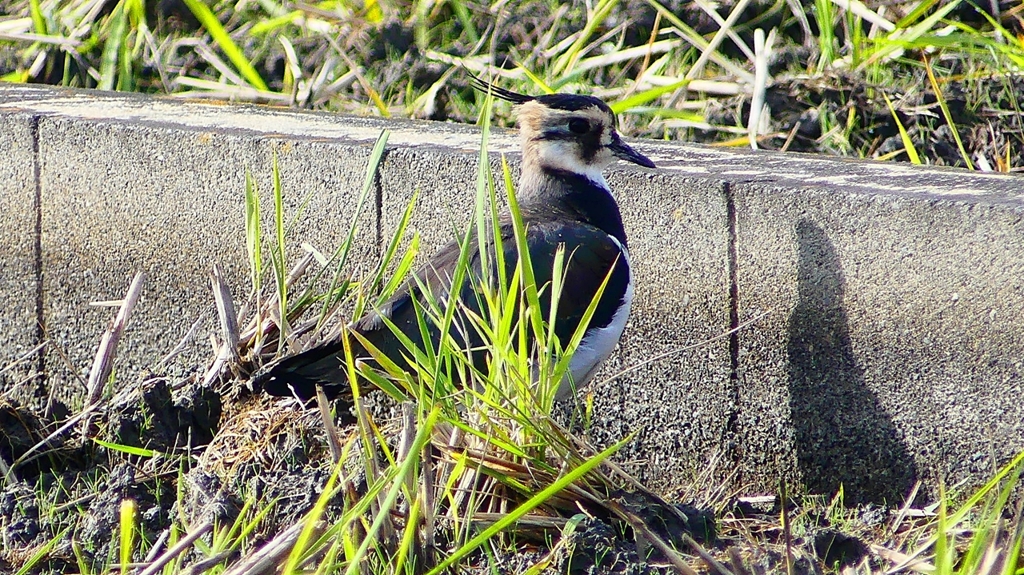 P2340571：タゲリ