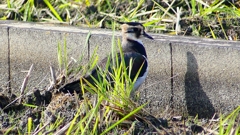 P2340571：タゲリ