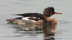 DSCN7224：ウミアイサ