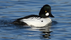 DSCN2649：ホオジロガモ（オス）