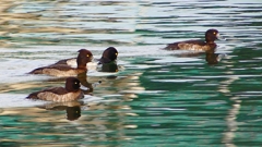 P2350393：キンクロハジロ