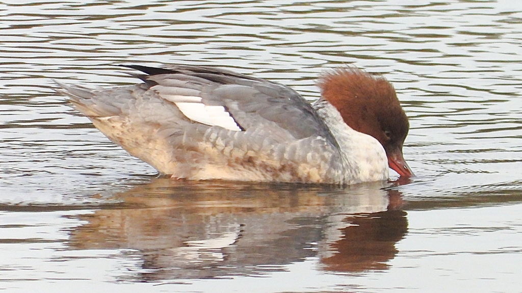 DSCN3530：カワアイサ（メス）