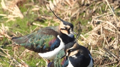 DSCN6674：タゲリ