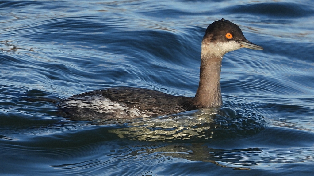 DSCN9352：ハジロカイツブリ