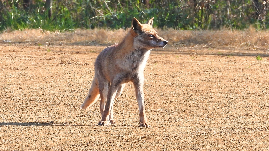 DSCN6721：キツネ