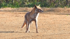 DSCN6721：キツネ