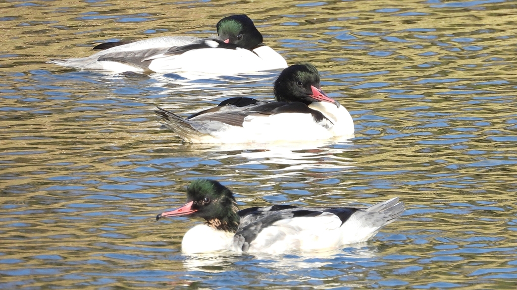 DSCN1971：カワアイサ（オス）