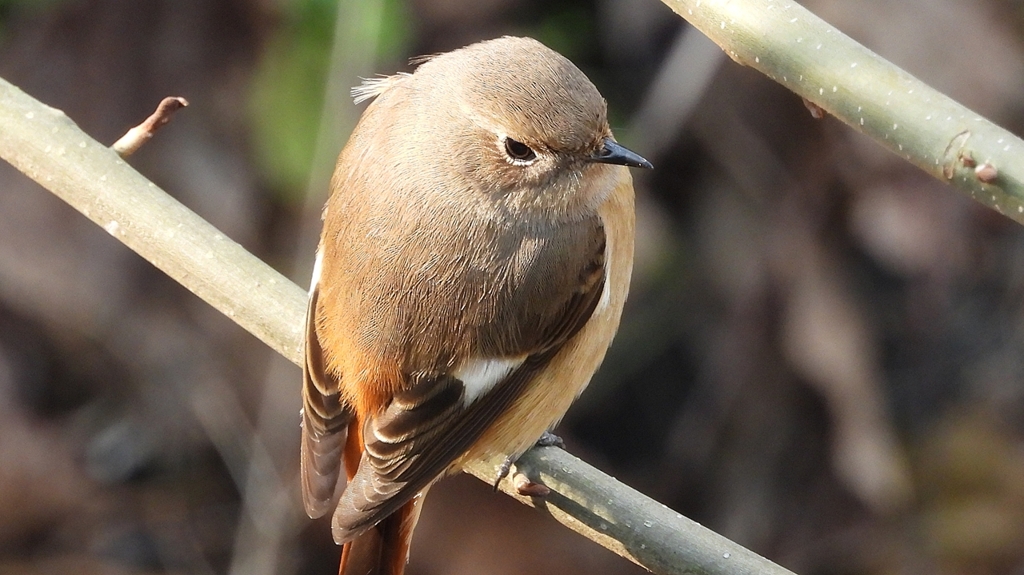 DSCN7641：ジョウビタキ（メス）