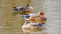 P2340216：ヒドリガモ