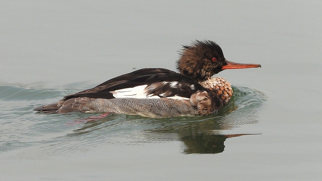 DSCN7273：ウミアイサ