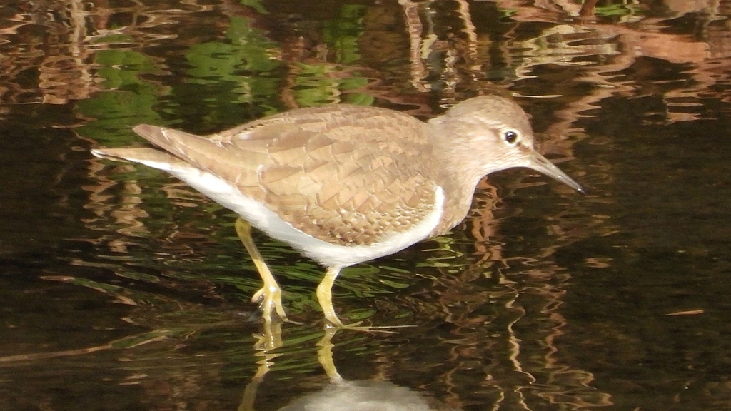 DSCN4086：イソシギ