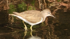 DSCN4086：イソシギ