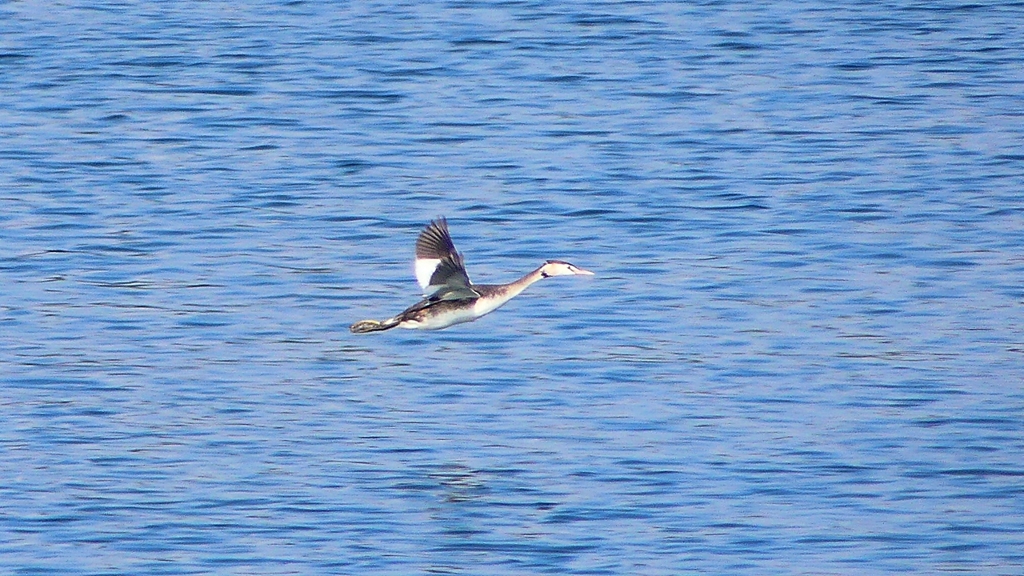 P2350828：飛ぶカンムリカイツブリ