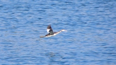 P2350828：飛ぶカンムリカイツブリ