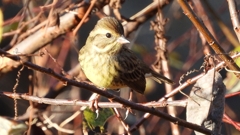 DSCN5776：アオジ