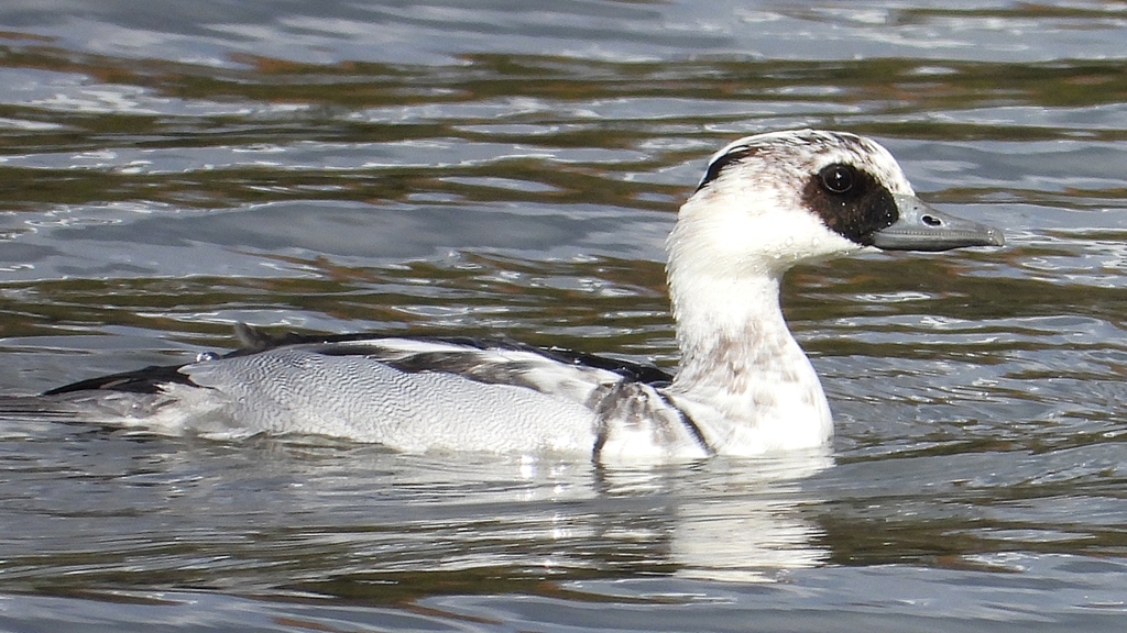 DSCN0300：ミコアイサ（オス）