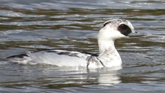 DSCN0300：ミコアイサ（オス）