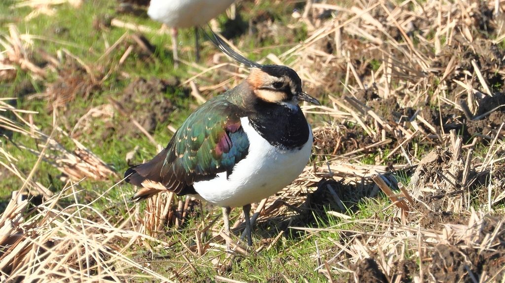 DSCN6662：タゲリ