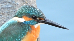 DSCN5651：カワセミ（オス）