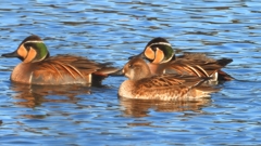 DSCN7884：トモエガモ