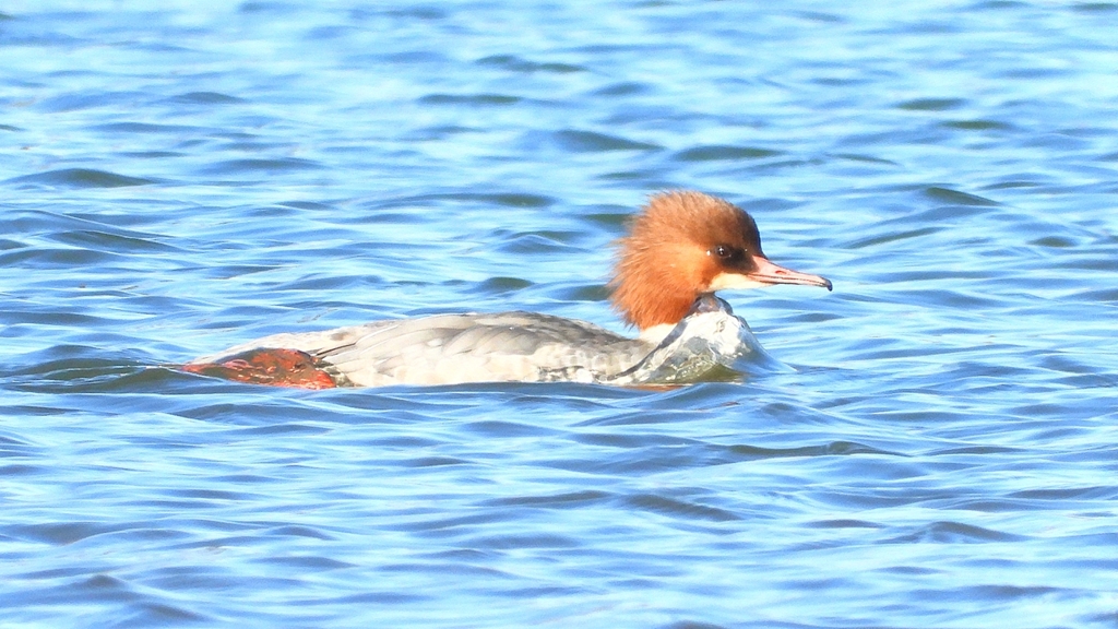 DSCN5884：カワアイサ