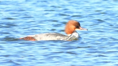 DSCN5884：カワアイサ