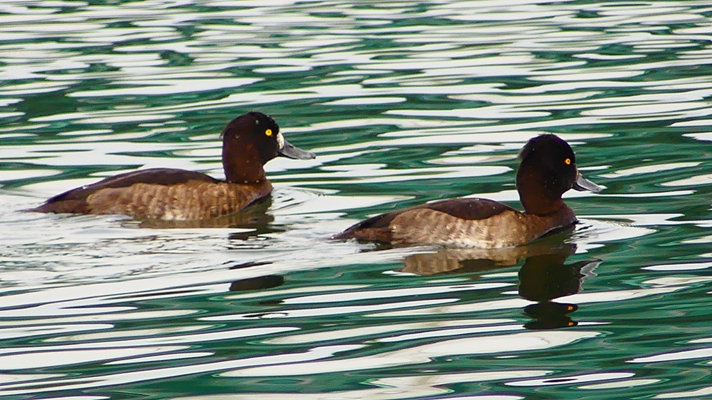 P2350478：キンクロハジロ