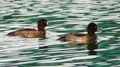 P2350478：キンクロハジロ