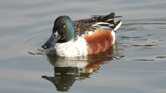 DSCN3162：ハシビロガモ（オス）