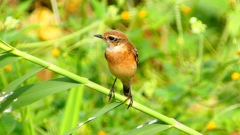 P2290373：ノビタキ