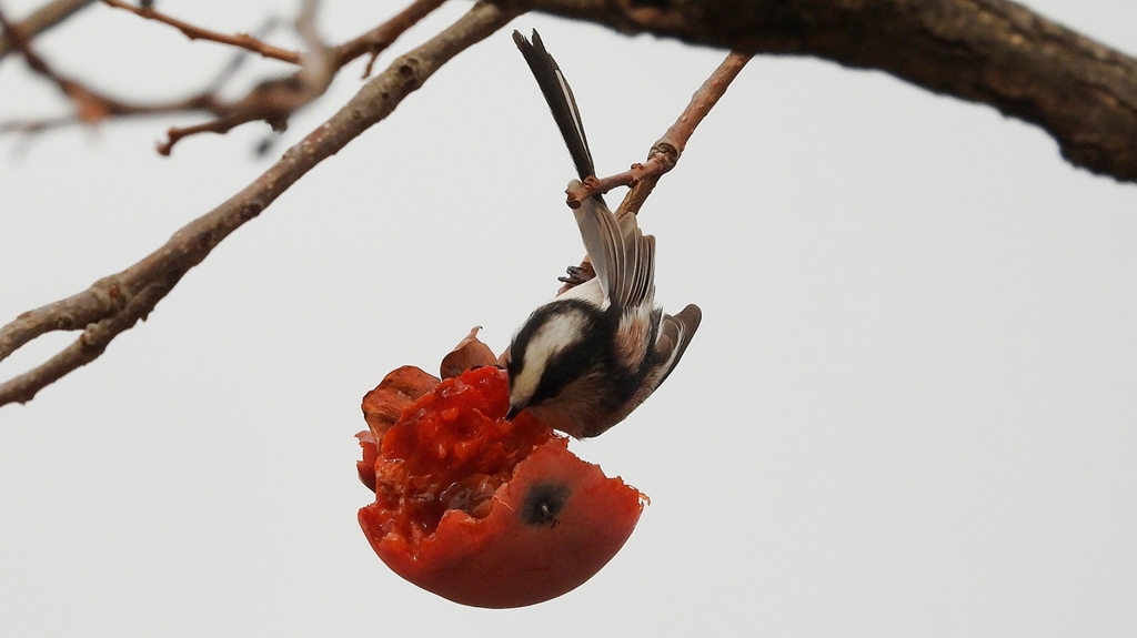 DSCN8575：エナガ