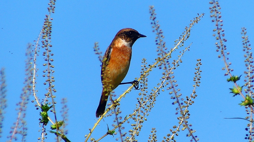 P2310707：ノビタキ