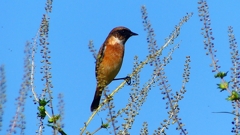 P2310707：ノビタキ